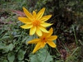 Arnica Flower, Heartleaf, close up macro in Banff National Park, Canada