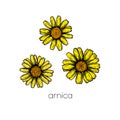 Arnica flower sketch. Hand drawn style. Leaves pattern. Beautiful floral background design. Line art.