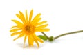 Arnica montana Royalty Free Stock Photo