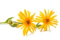 Arnica montana flowers