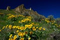 Arnica on green hill. Royalty Free Stock Photo