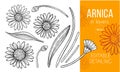 Arnica floral engraving design elements. Set of hand drawn flowers, leaves and buds.