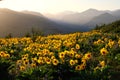 Arnica and Lupine wildflowers in meadows at sunrise. Royalty Free Stock Photo