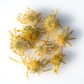 Arnica montana, dried, dry