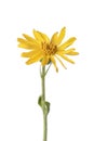 Arnica Montana flower Royalty Free Stock Photo