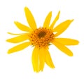 Arnica montana flower Royalty Free Stock Photo