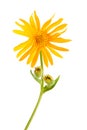 Arnica montana Royalty Free Stock Photo