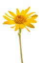 Arnica montana flower Royalty Free Stock Photo