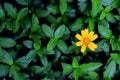 Arnica Montana flower. Royalty Free Stock Photo