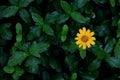 Arnica Montana flower. Royalty Free Stock Photo