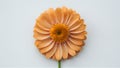 Arnica montana flower showcased against a clean white background