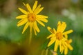 Arnica montana flower in France Royalty Free Stock Photo