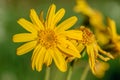 Arnica montana flower in France Royalty Free Stock Photo