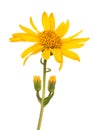 Arnica montana Royalty Free Stock Photo