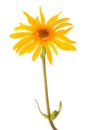 Arnica montana Royalty Free Stock Photo