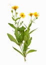 Arnica montana plant, isolated