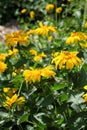 Arnica mountain. A bush of beautiful yellow flowers. Medicinal plant