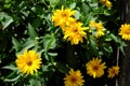 Arnica mountain. A bush of beautiful yellow flowers. Medicinal plant