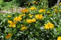 Arnica mountain. A bush of beautiful yellow flowers. Medicinal plant