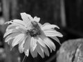 Arnica mountain, close-up. Beautiful flower. Black and white image