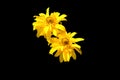 Arnica mountain, close-up. Beautiful yellow flower. Isolated on a black background