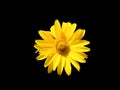 Arnica mountain, close-up. Beautiful yellow flower. Isolated on a black background