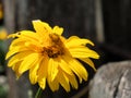 Arnica mountain, close-up. One beautiful yellow flower