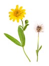 Arnica plant for alternative medicine Royalty Free Stock Photo