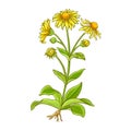 Arnica Plant Colored Detailed Illustration.