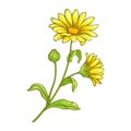 Arnica Plant with Flowers Colored Illustration.