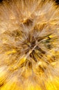 Arnica seeds Royalty Free Stock Photo