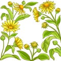 Arnica vector frame