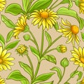 Arnica vector pattern