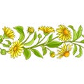 Arnica vector pattern