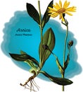 Arnica