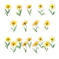 Arnica.Watercolor daisy flowers set. Hand drawn illustration.