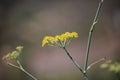 Arnica wild, in the mountains , Gran Canaria