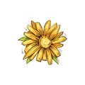 Arnica yellow flower vector illustration. Blooming flowers and green leaves. Mountain tobacco, leopards bane and wolfsbane, genus