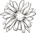 Arnica yellow flower vector illustration. Blooming flowers and green leaves. Mountain tobacco, leopards bane and wolfsbane, genus