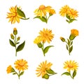 Arnica Yellow or Orange Flower Head with Long Ray Florets on Green Stem Vector Set