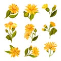 Arnica Yellow or Orange Flower Head with Long Ray Florets on Green Stem Vector Set