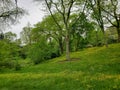 Arnold Arboretum of Harvard University trees in spring 2022.