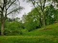 Arnold Arboretum of Harvard University trees in spring 2022.