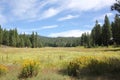 Arnold Meadow of the High Sierras in California