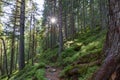 Forest of Swiss stone pine Trees illuminated by Sunbeams a Carpet of Moss and stones covering the forest floor. Natural relict Swi