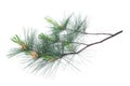 Arolla pine Royalty Free Stock Photo
