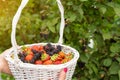 Aroma basket with mix blackberries and strawberries. Royalty Free Stock Photo