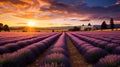 aroma lavender farm