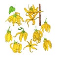 aroma perfume sketch ylang-ylang blossom perfumery