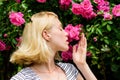 Aroma of roses. Girl adorable blonde sniffing fragrance of pink bloom. Spring and summer. Perfume and cosmetics. Woman Royalty Free Stock Photo